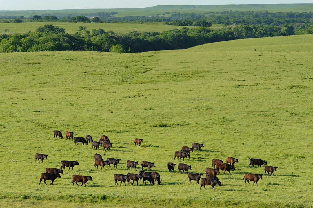 MIRATORG BLACK ANGUS
